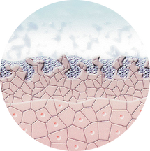 Enzyme spalten die abgestorbenen Hautzellen und bereiten so die Haut auf die Mikrodermabrasion vor.